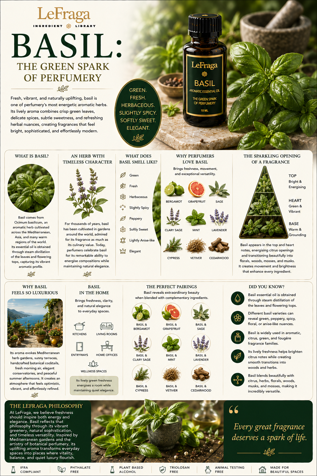 Basil: The Green Spark of Perfumery