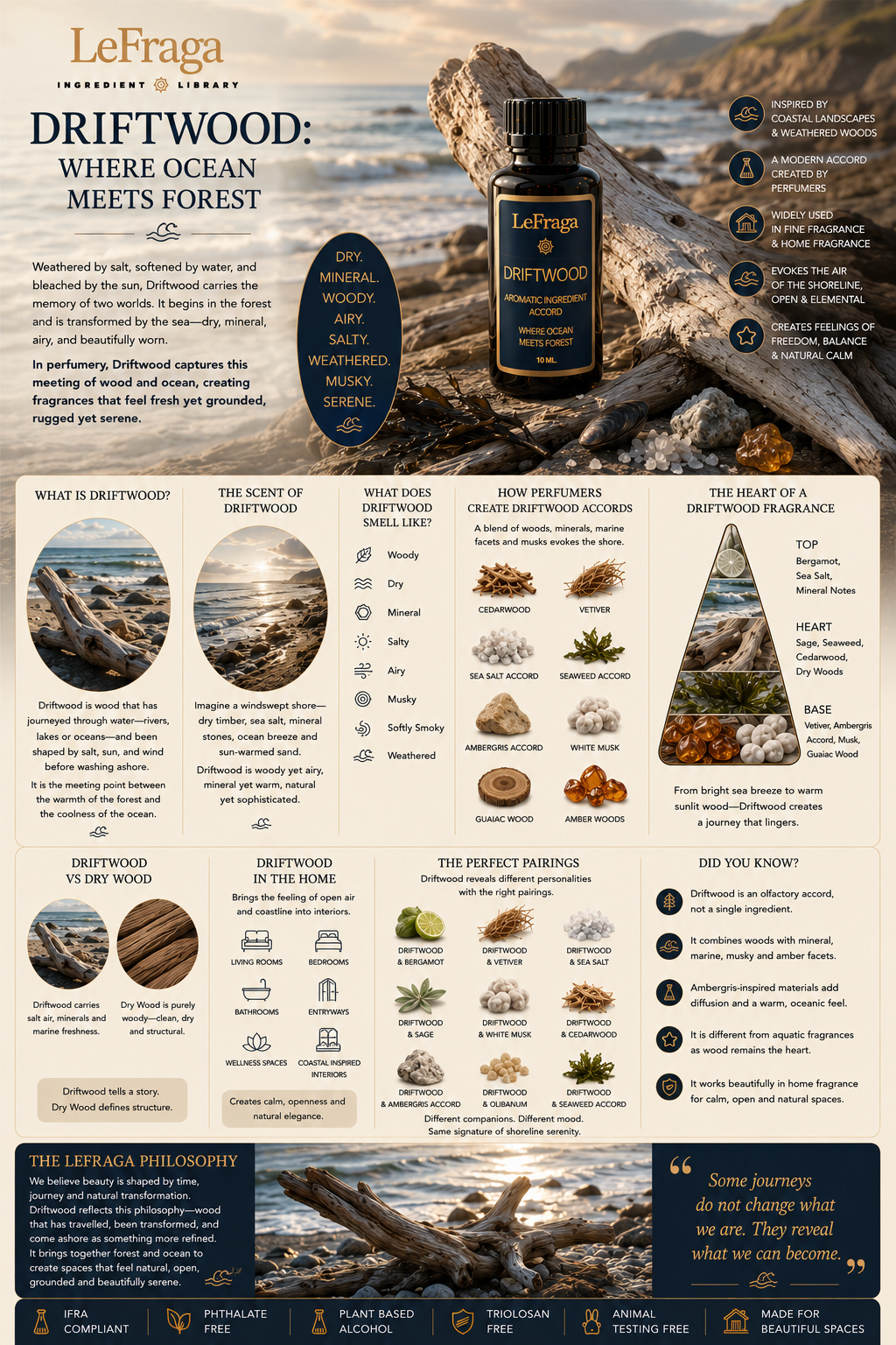 Driftwood: Where Ocean Meets Forest