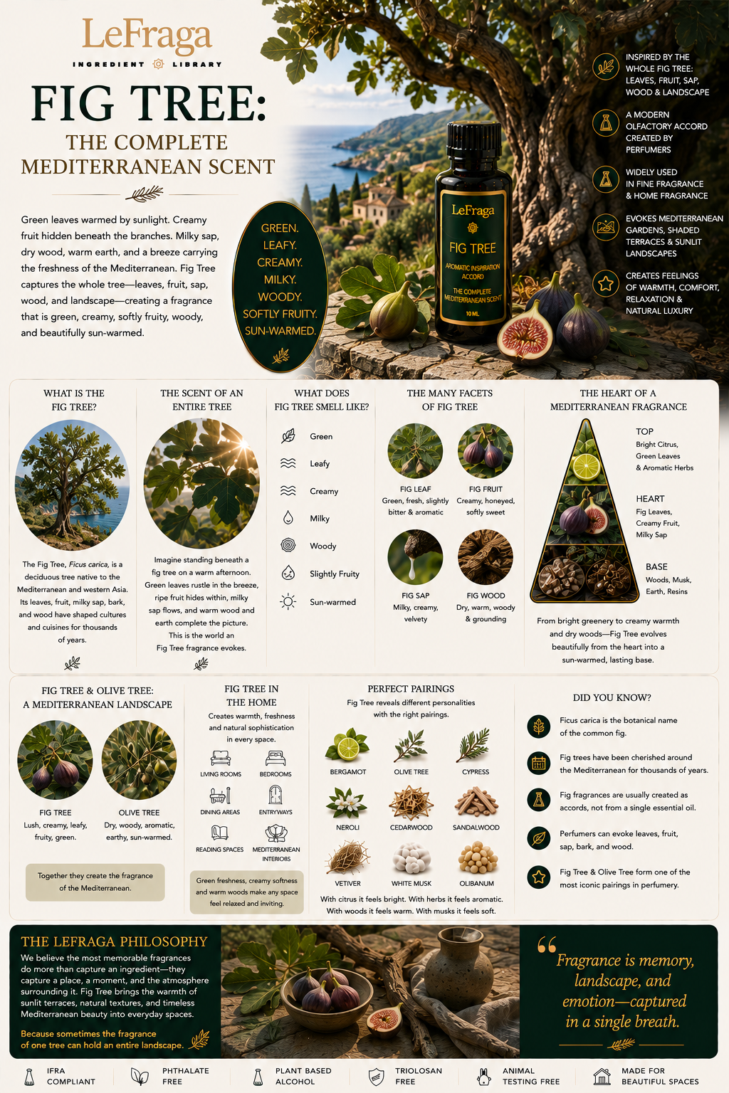 Fig Tree: The Complete Mediterranean Scent