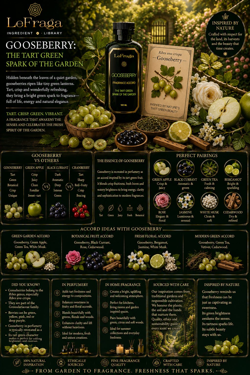 Gooseberry: The Tart Green Spark of the Garden