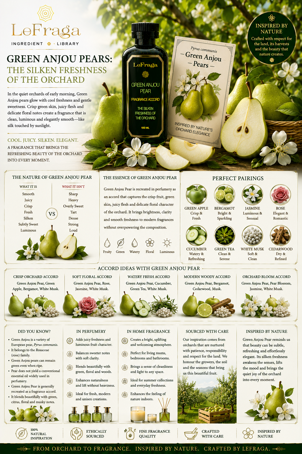 Green Anjou Pears: The Silken Freshness of the Orchard