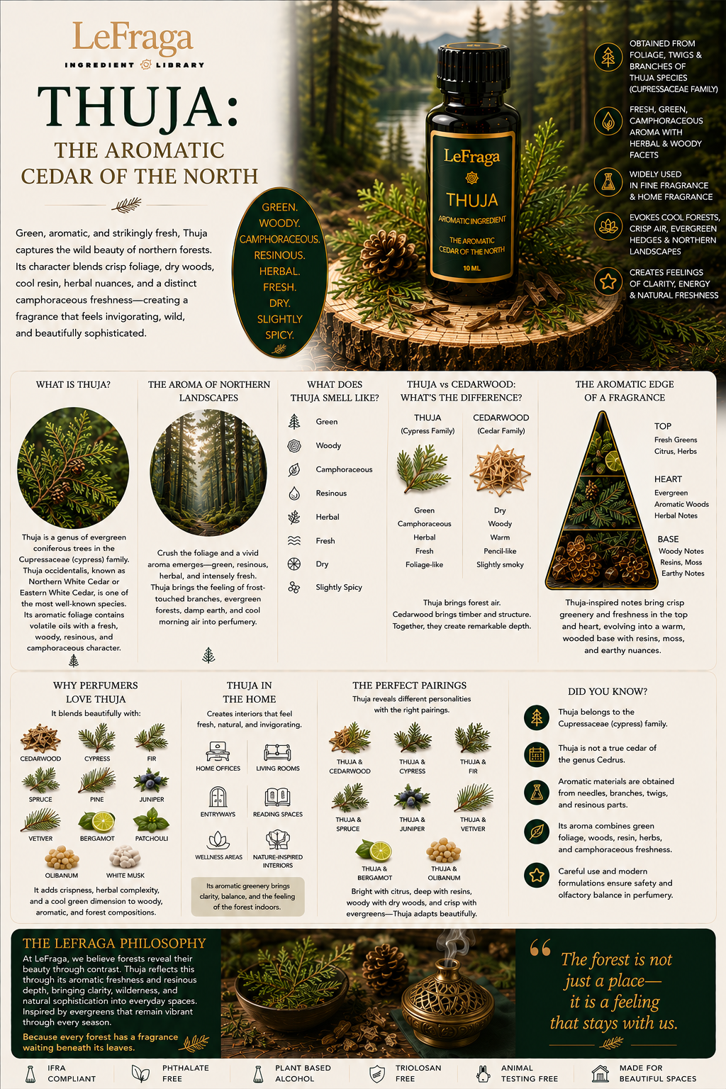 Thuja: The Aromatic Cedar of the North